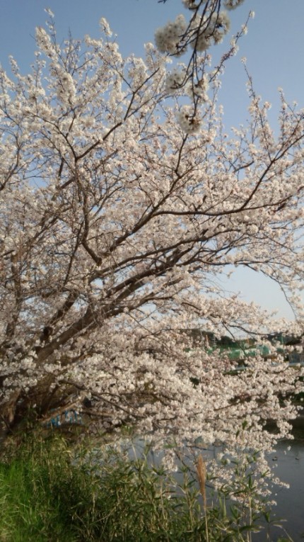 桜　大田図書館横川沿い